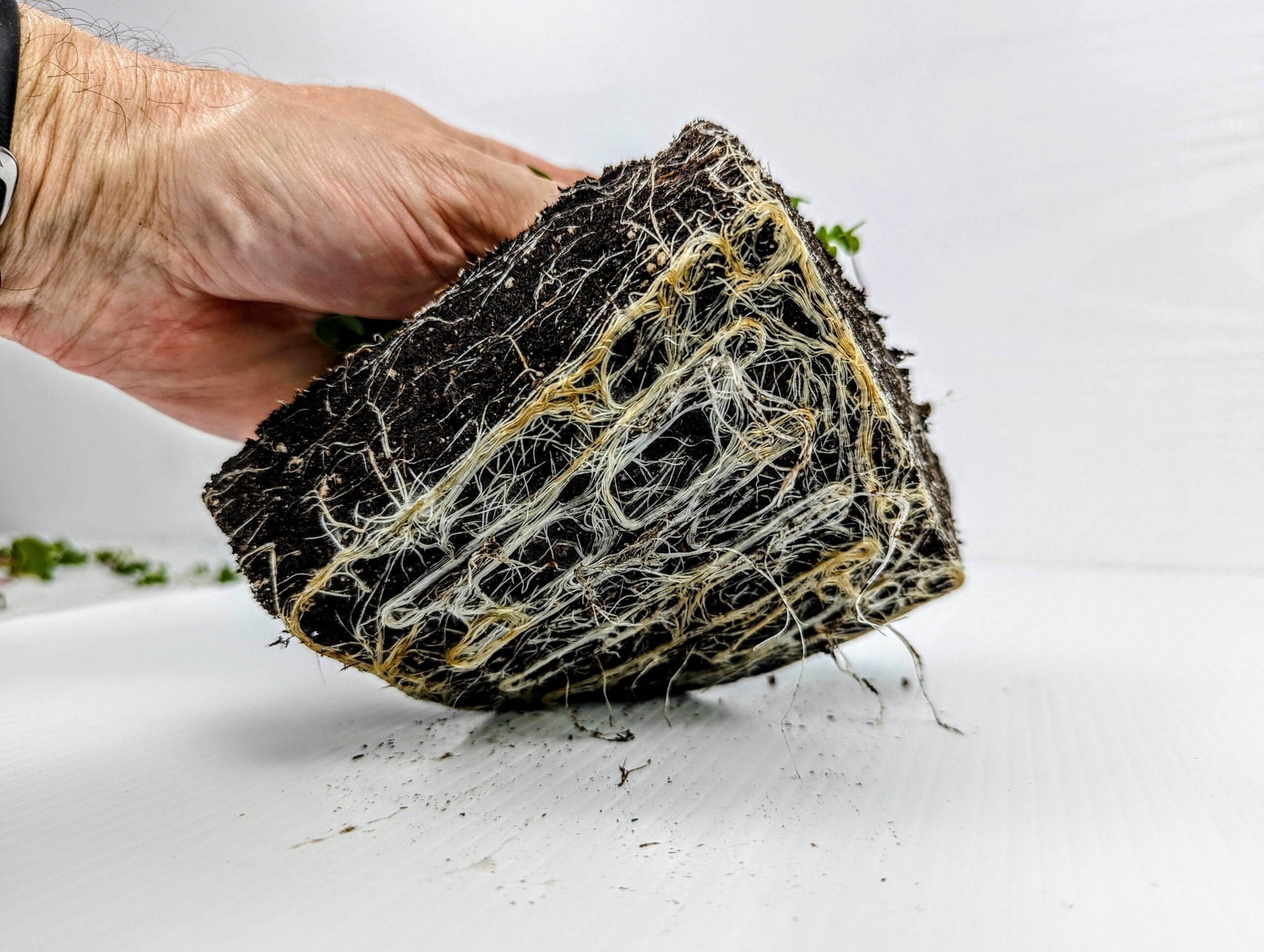 microgreens roots from small tray