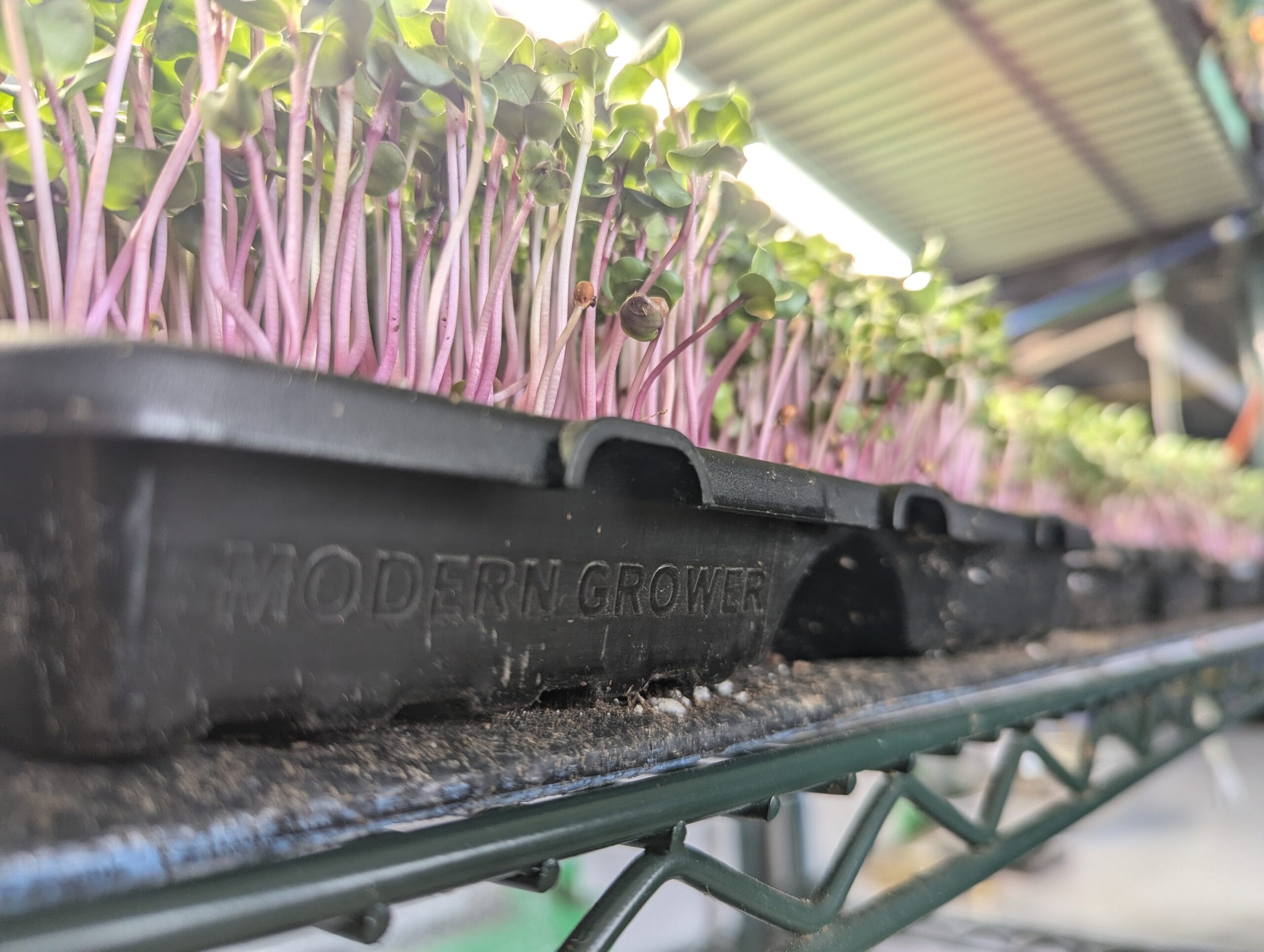 Choosing the Right Microgreens Growing Space for Your Operation: A Practical Introduction