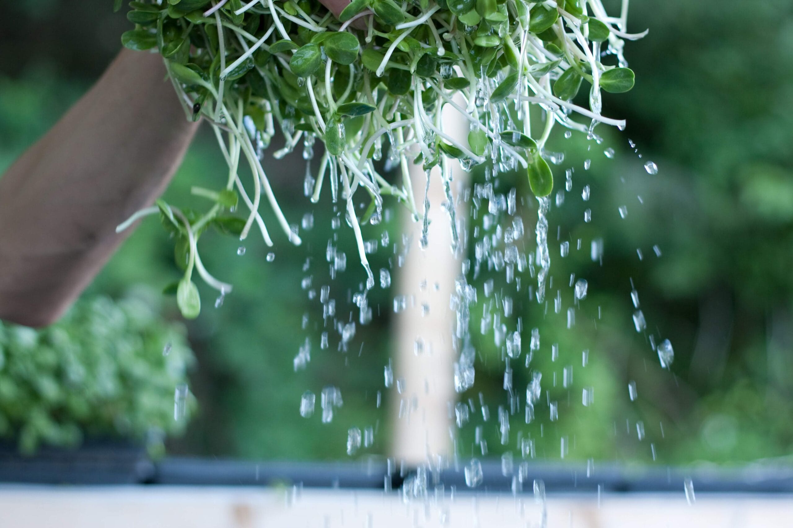 Course 9.8: Microgreens Revenue Potential