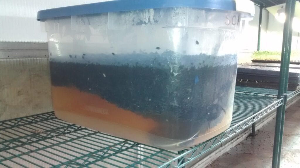 soaking sunflower seed