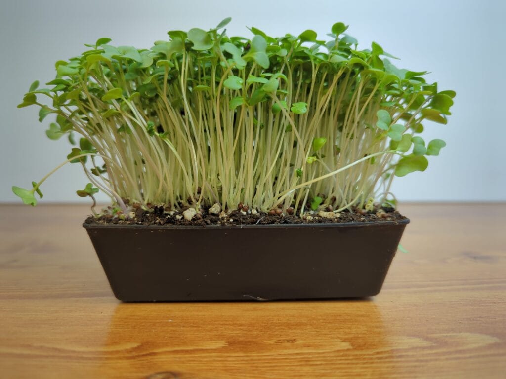 mustard microgreens in small tray