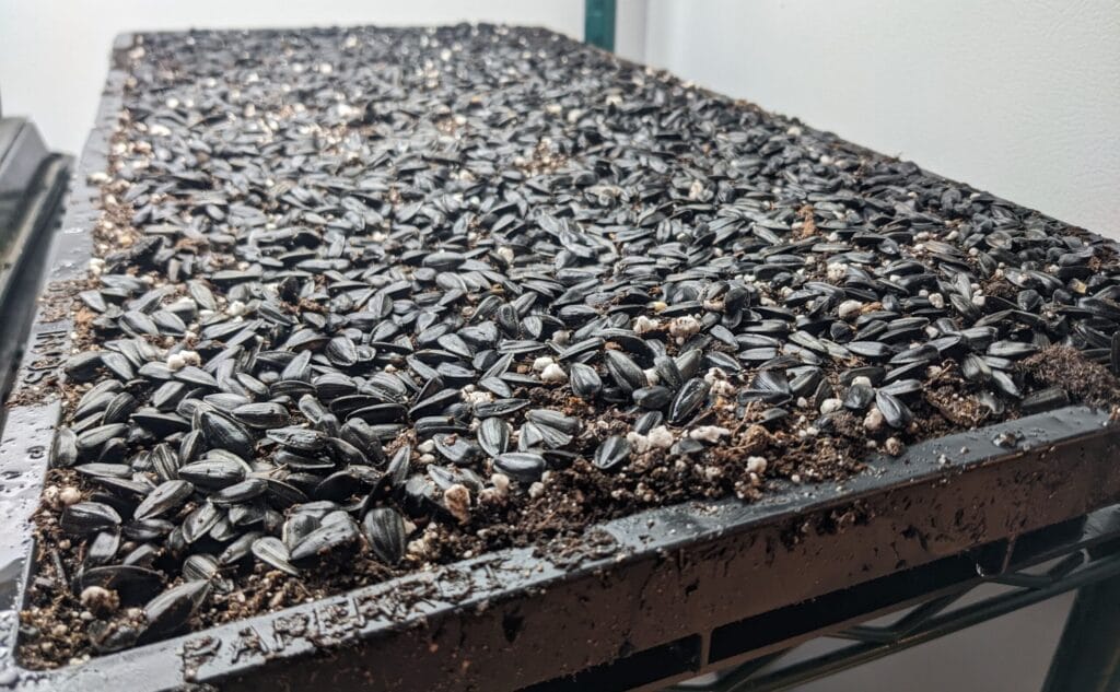 sunflower shoots sowed and ready to be covered