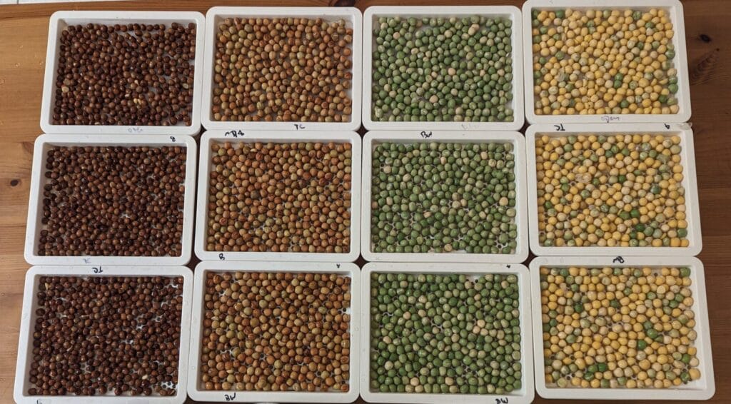 pea seeds in mini trays sowed