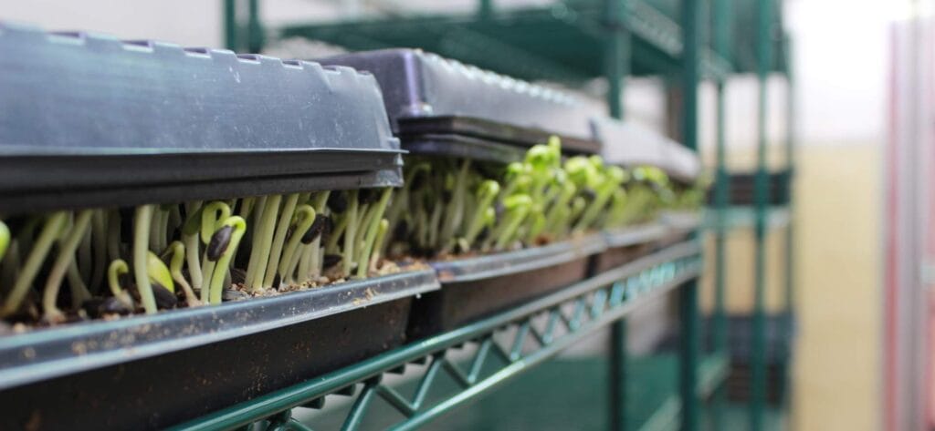 sunflowers in blackout