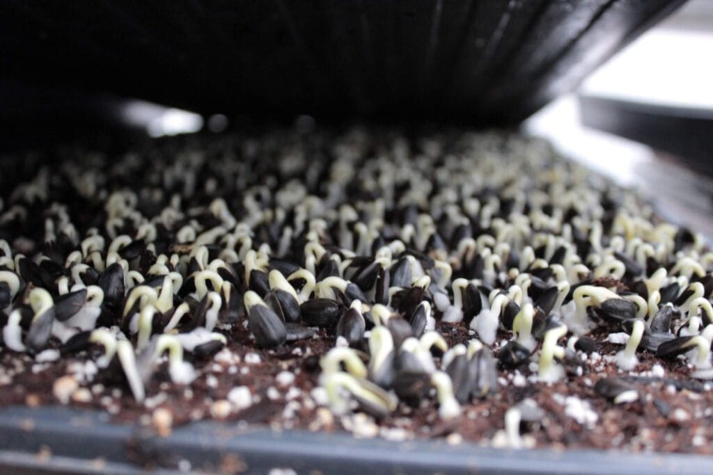 sunflower shoots emerging from hulls