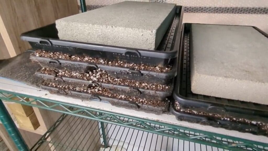 stacked 1020 trays in germination