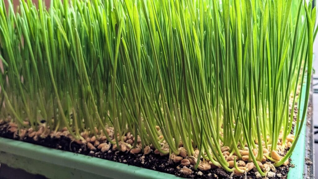 wheatgrass close up