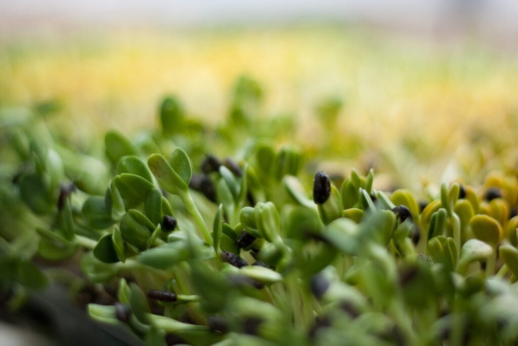 young yellow and green sunflower shoots