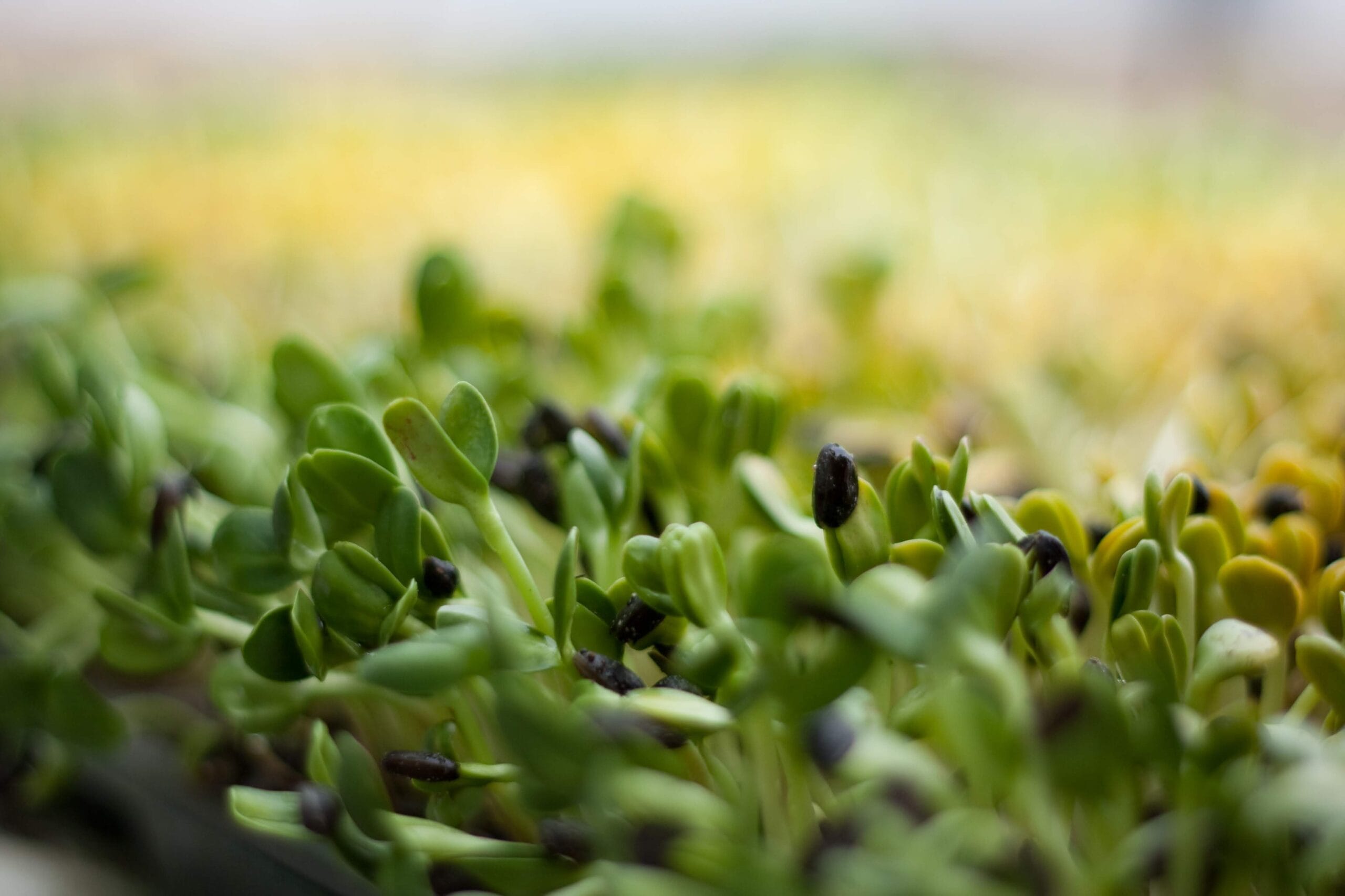 Course 7.7: Microgreens Crop Growth
