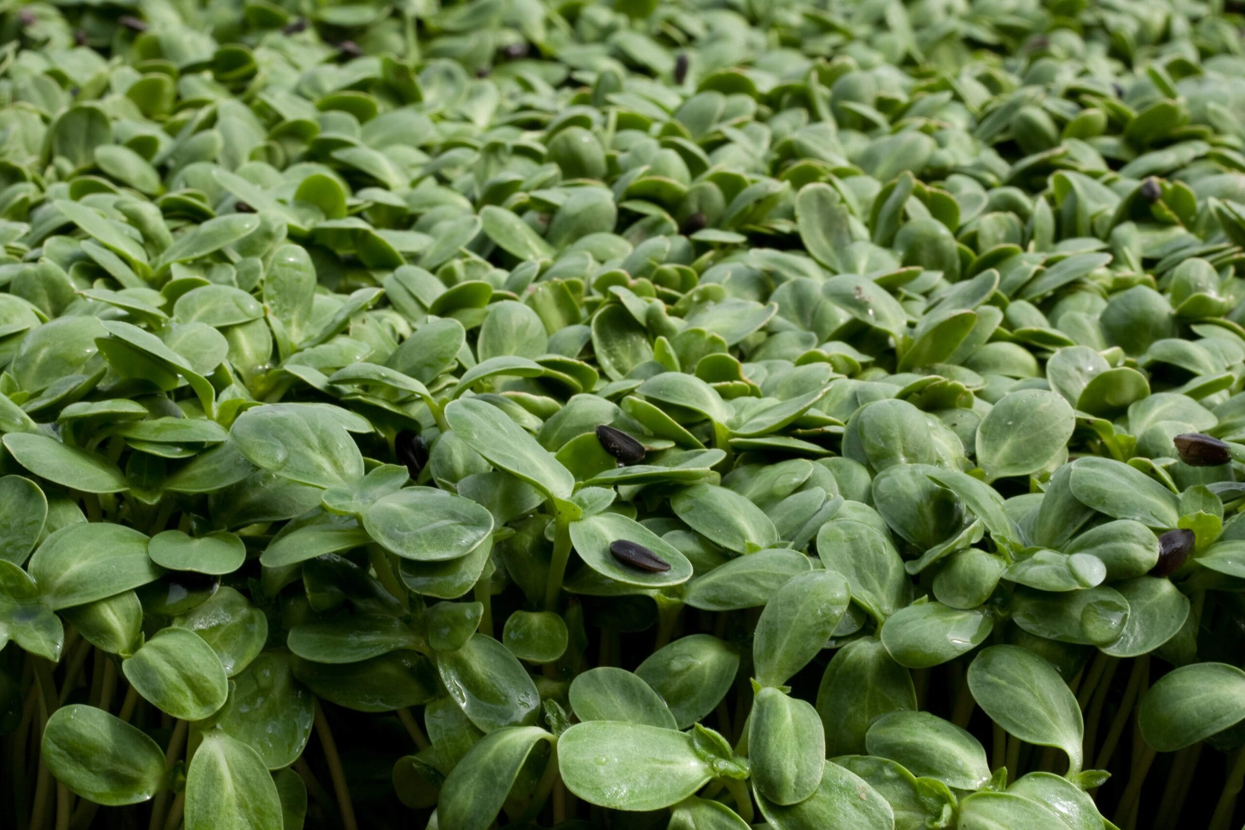 Course 5.4: Microgreens and Local Health Authorities